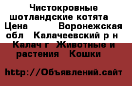 Чистокровные шотландские котята. › Цена ­ 600 - Воронежская обл., Калачеевский р-н, Калач г. Животные и растения » Кошки   